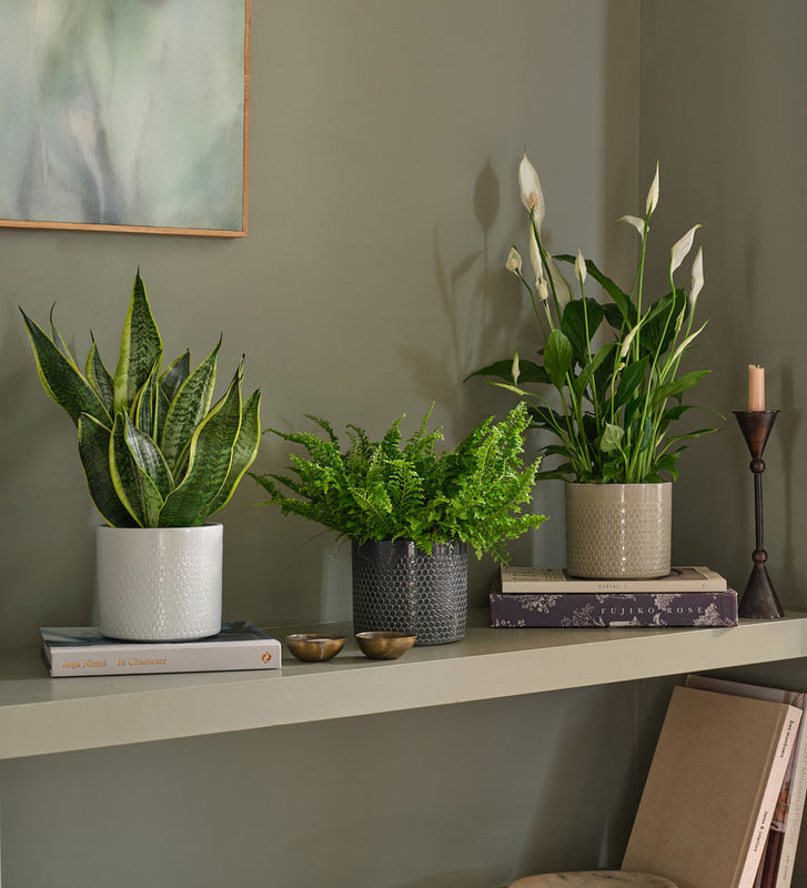 air cleaning plants uk Air Purifying Bundle