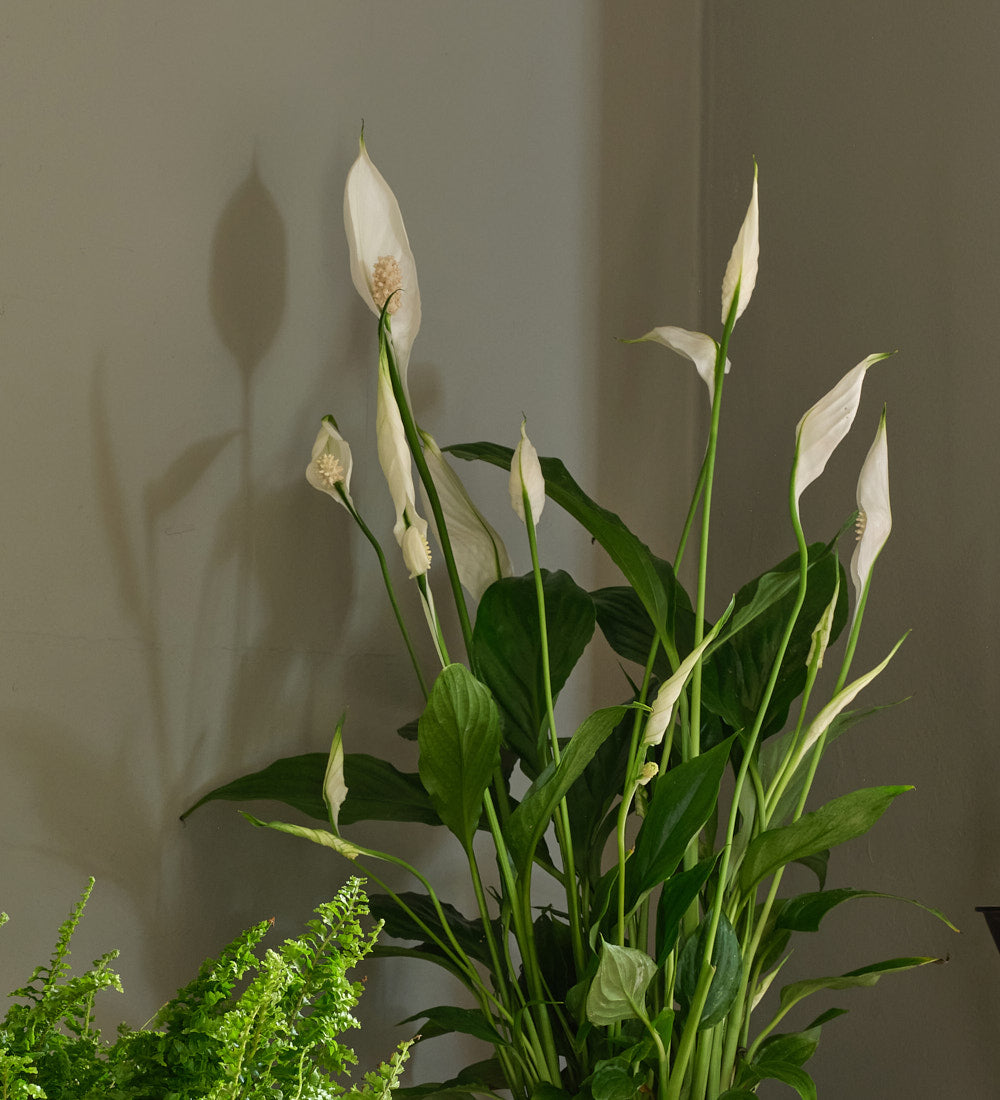 air purifying plant bundle Air Purifying Bundle