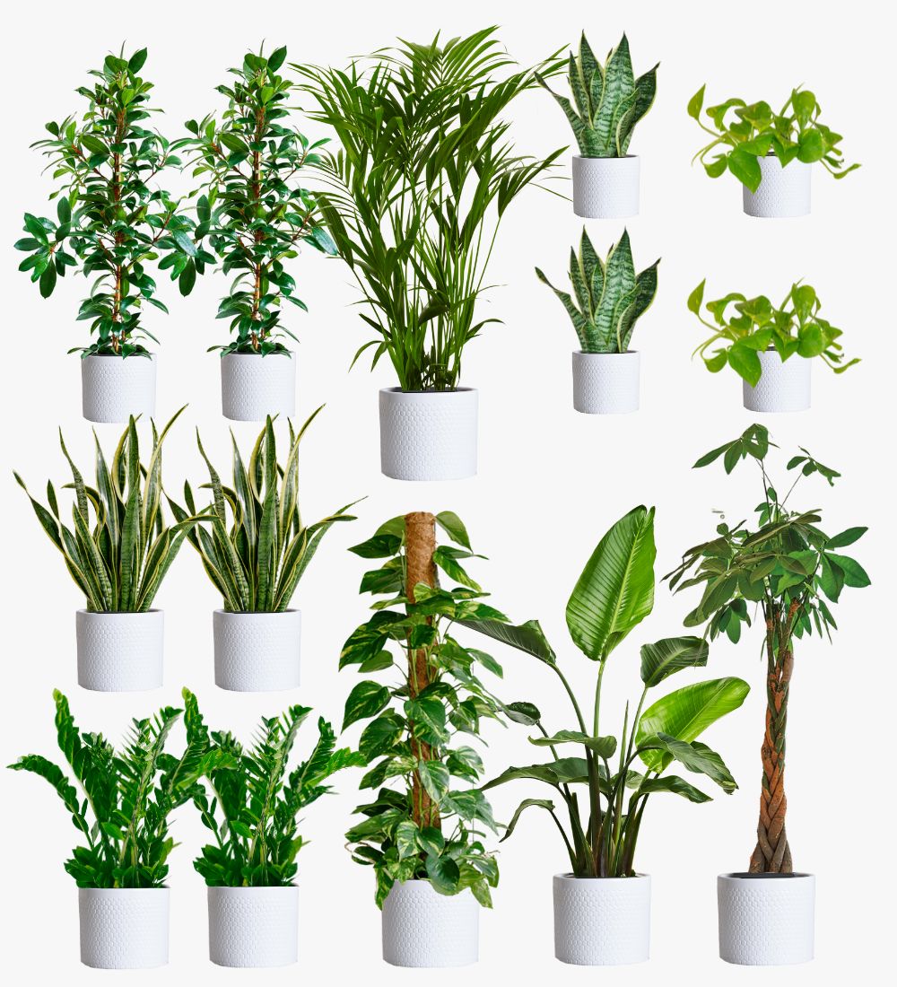 Cool Grey Air Purifying Bundle