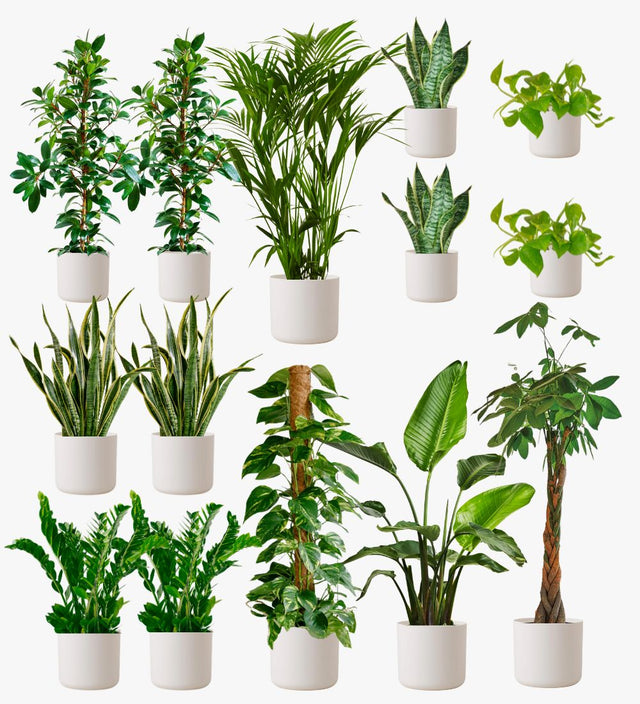 White Air Purifying Bundle