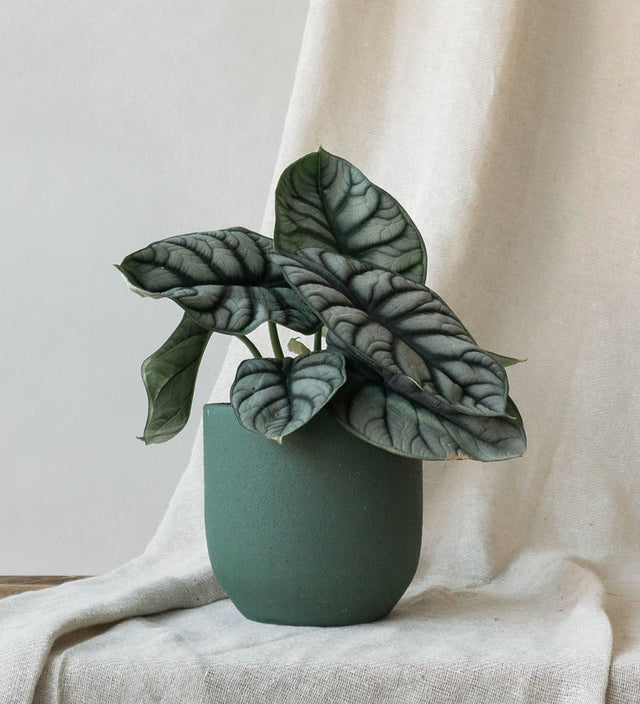 Alocasia Silver Dragon & Broadway Sea Spray