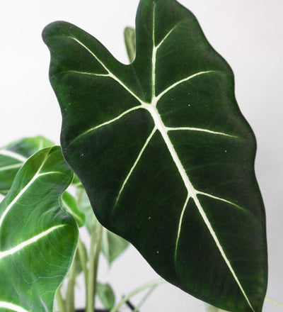 Alocasia Frydek