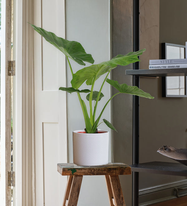 Alocasia Macrorrhiza