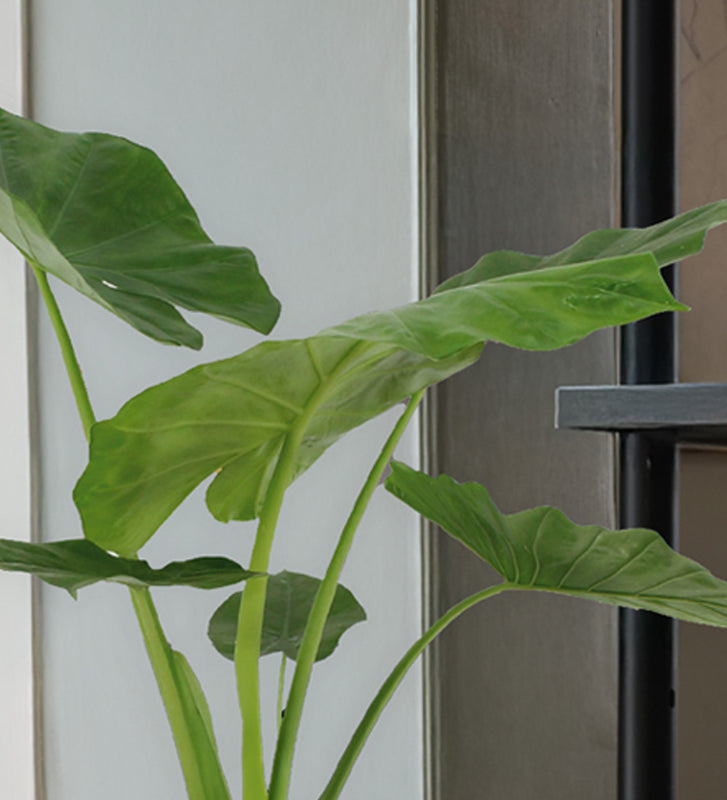Alocasia Macrorrhiza