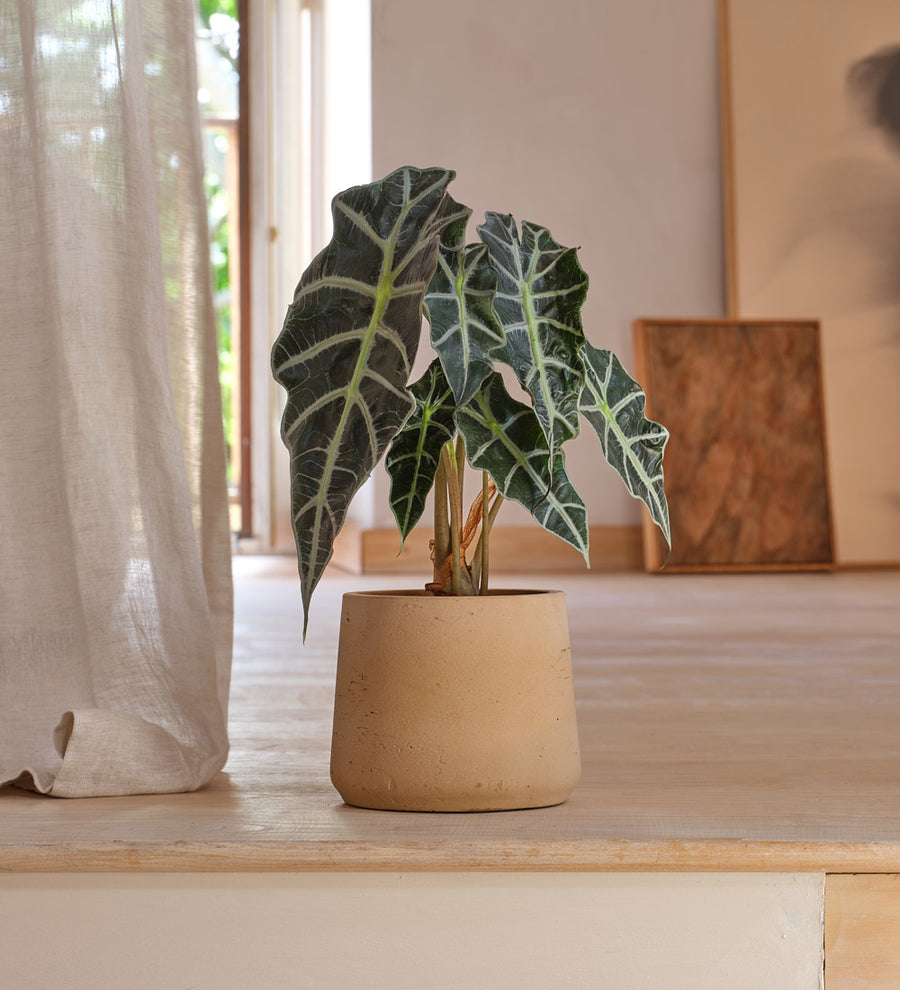 Alocasia Polly