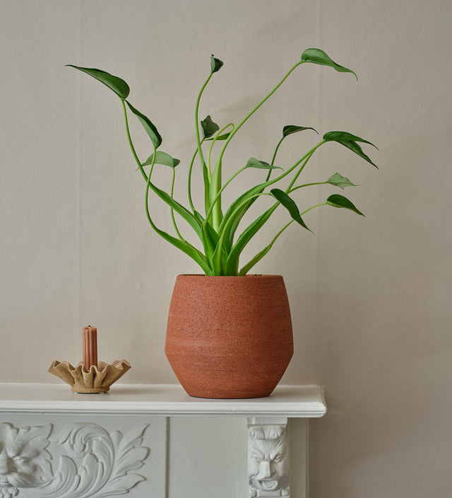 Alocasia Tiny Dancer