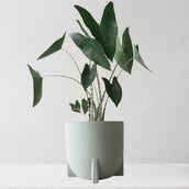 Alocasia Zebrina & Windsor Sage