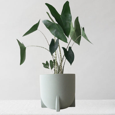 Alocasia Zebrina & Windsor Sage