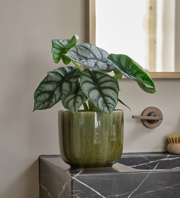 Alocasia Dragon Scale