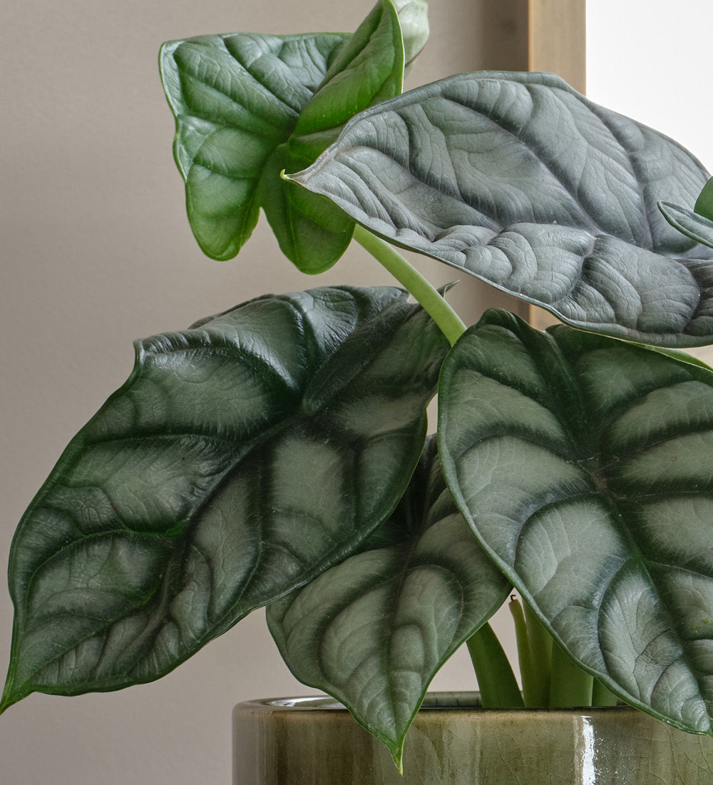 Alocasia Dragon Scale