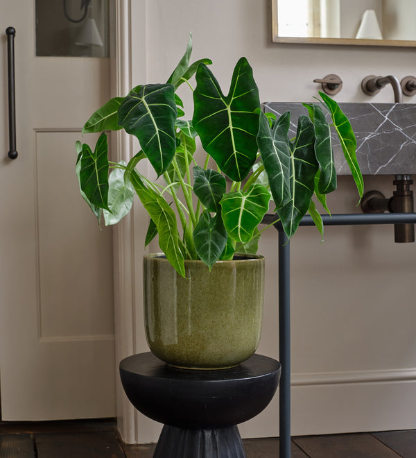 Alocasia Frydek