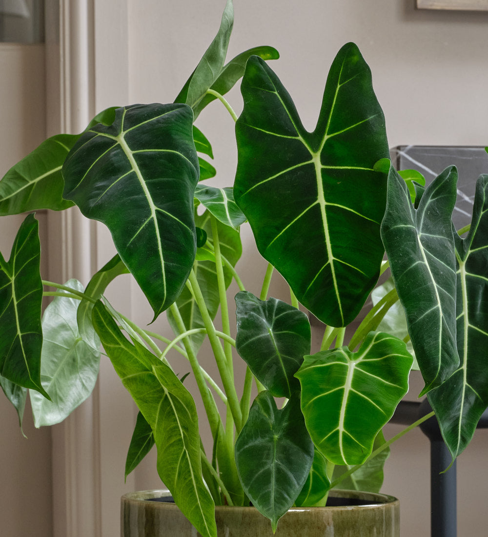 Alocasia Frydek