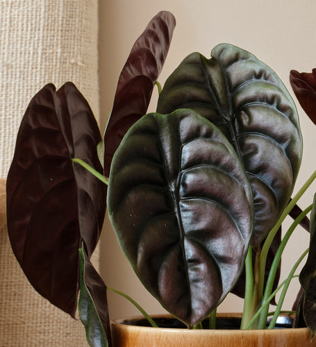 Alocasia Red Secret