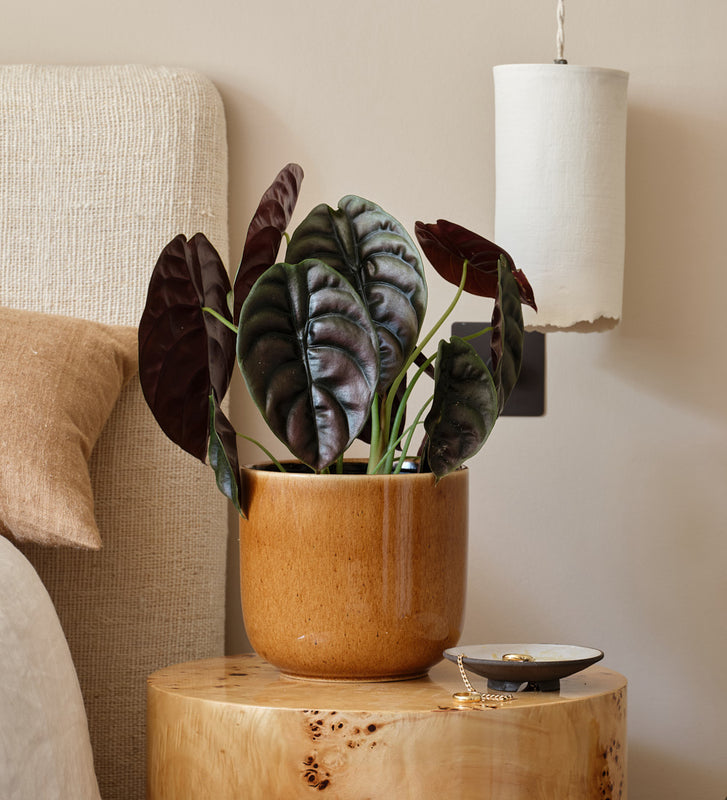 Alocasia Red Secret