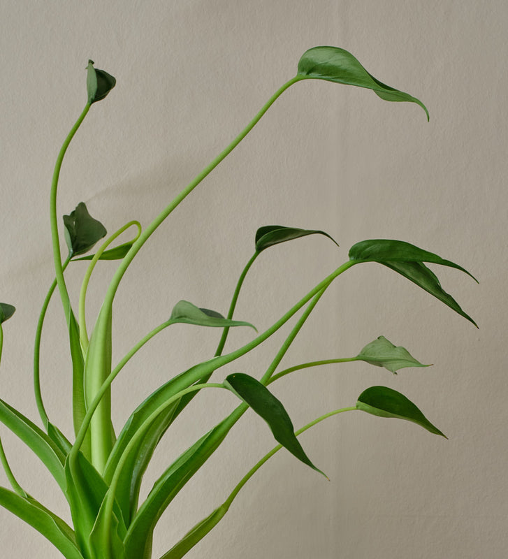 Alocasia Tiny Dancer