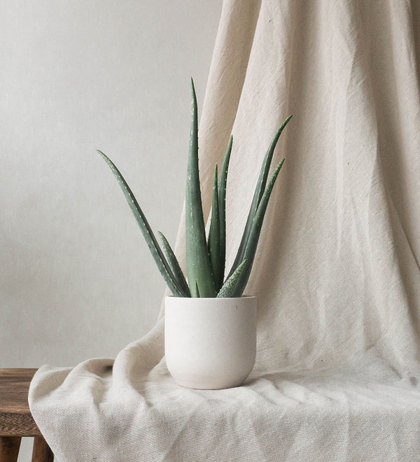 Aloe Vera & Broadway Chalk
