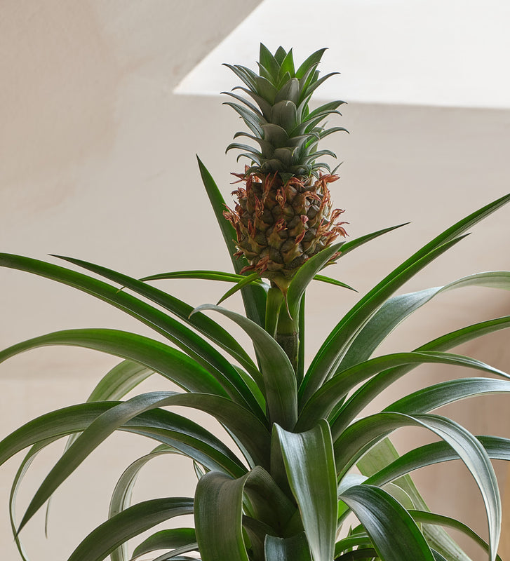 Pineapple Plant