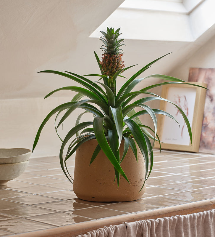 pineapple plant air purifying Pineapple Plant