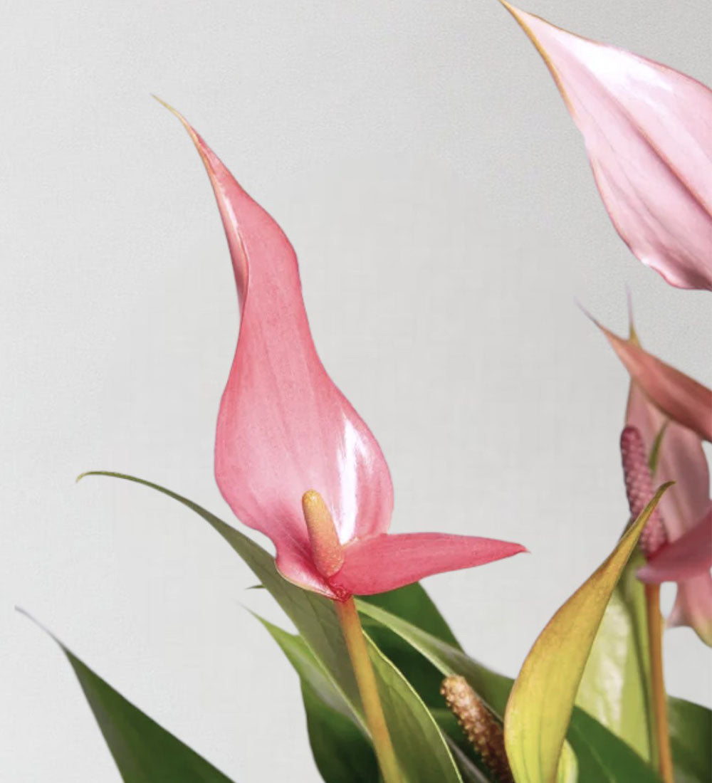 Anthurium Royal Lilli Pink
