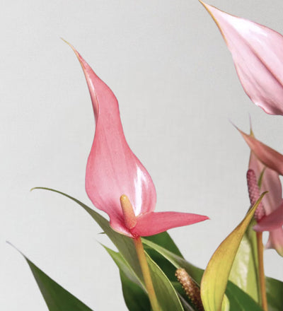 Anthurium Royal Lilli Pink