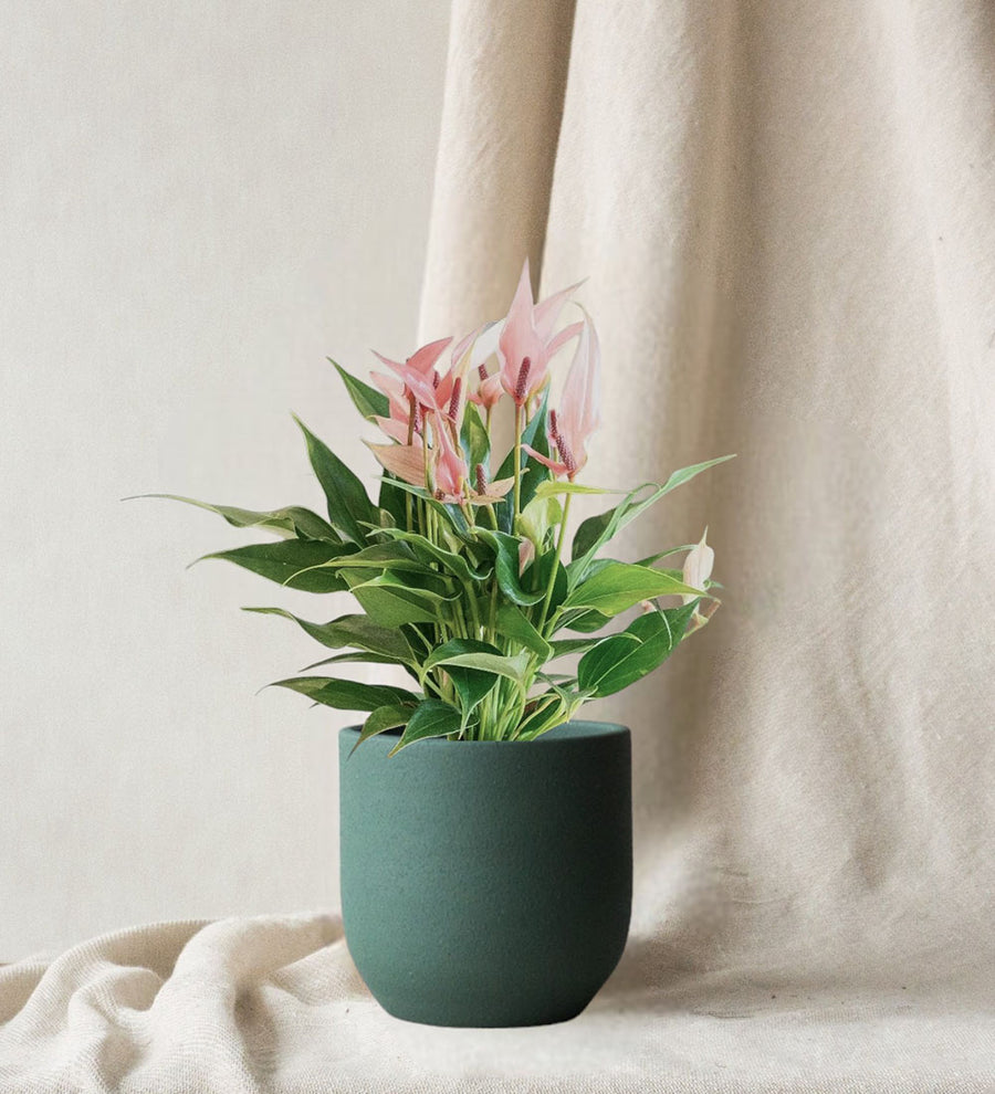 Anthurium Royal Lilli Pink