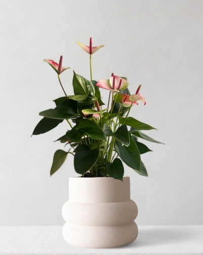 Anthurium Mystique Pink - Leaf Envy
