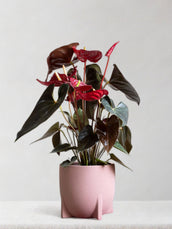 Anthurium Royal Red Champion - Leaf Envy