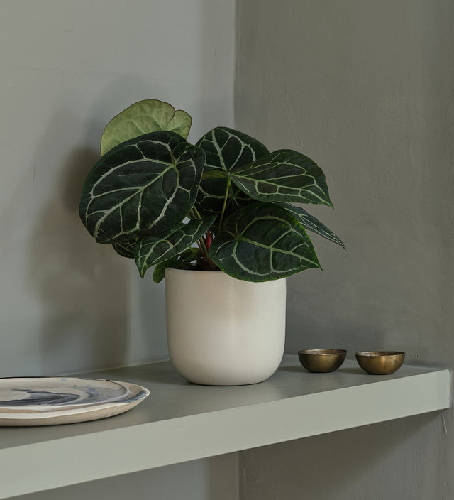 Anthurium Clarinervium