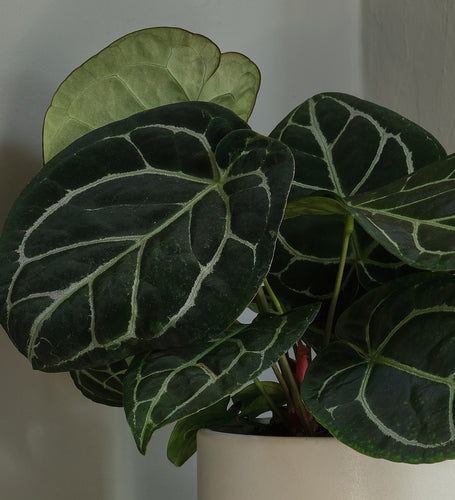 Anthurium Clarinervium