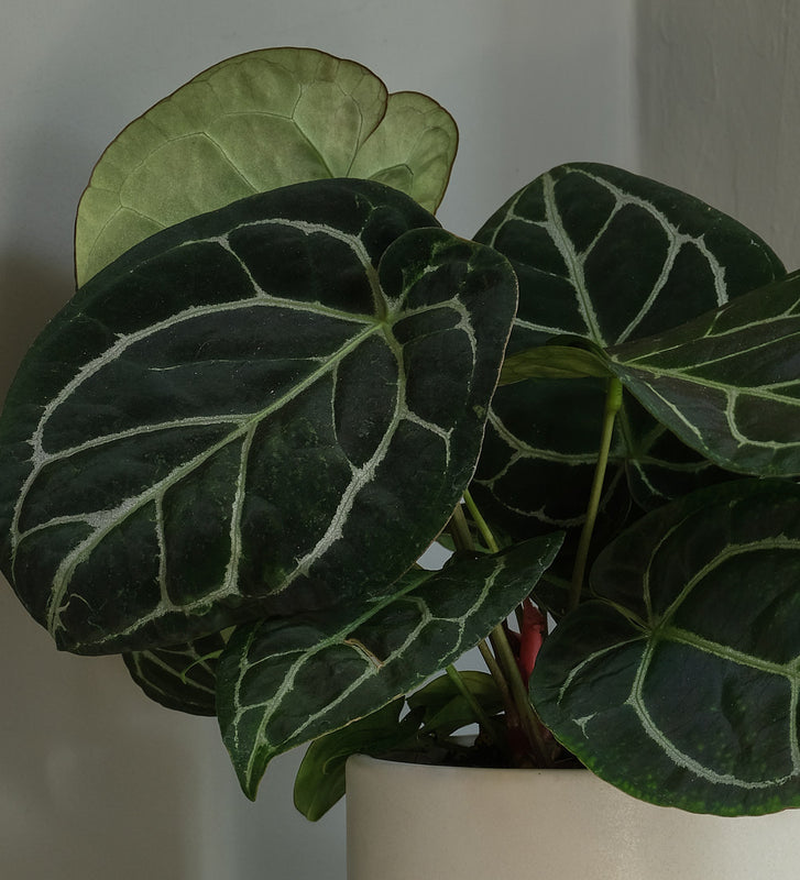 Anthurium Clarinervium