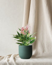 Anthurium Royal Lilli Pink - Leaf Envy