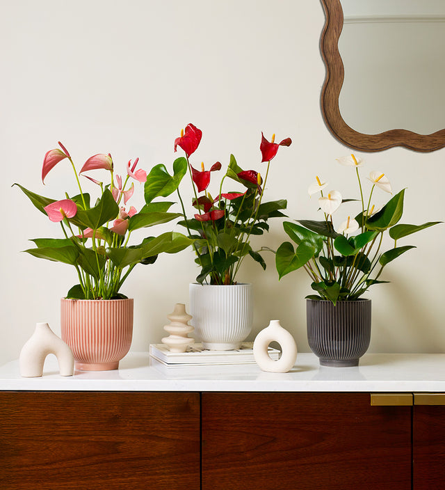 Anthurium Bundle