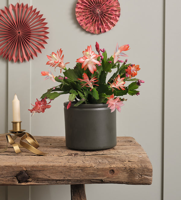 Apricot Christmas Cactus & Pot