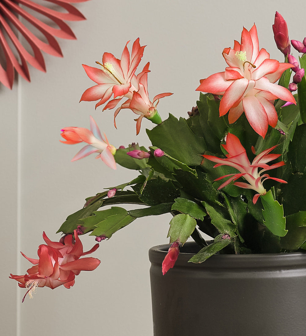 Apricot Christmas Cactus & Pot