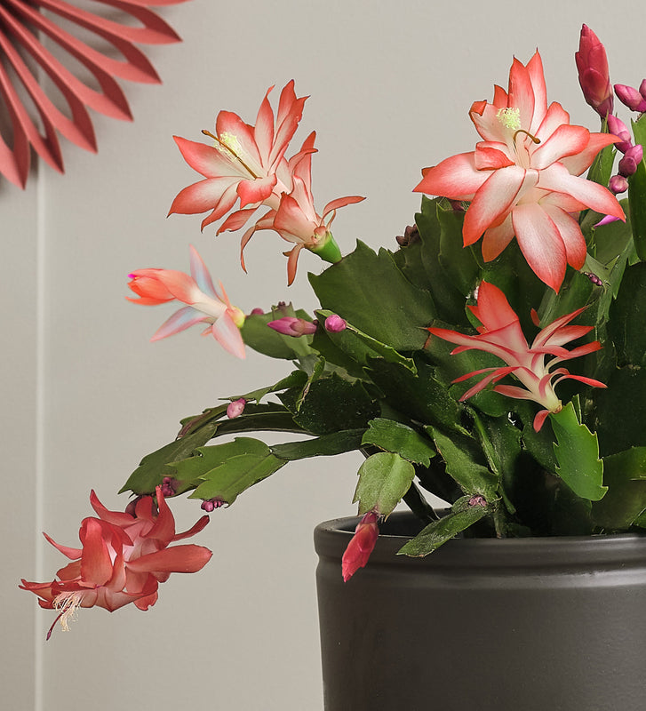 Apricot Christmas Cactus & Pot