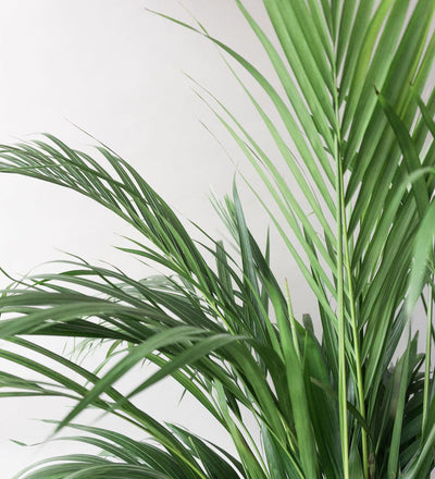Areca Palm