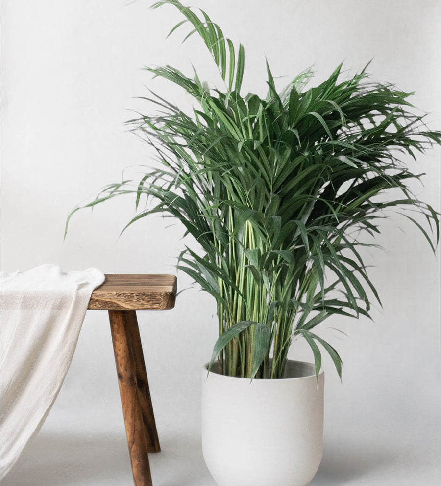 Areca Palm