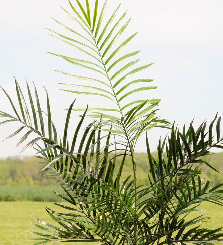 Artificial Areca Palm (UV protected)
