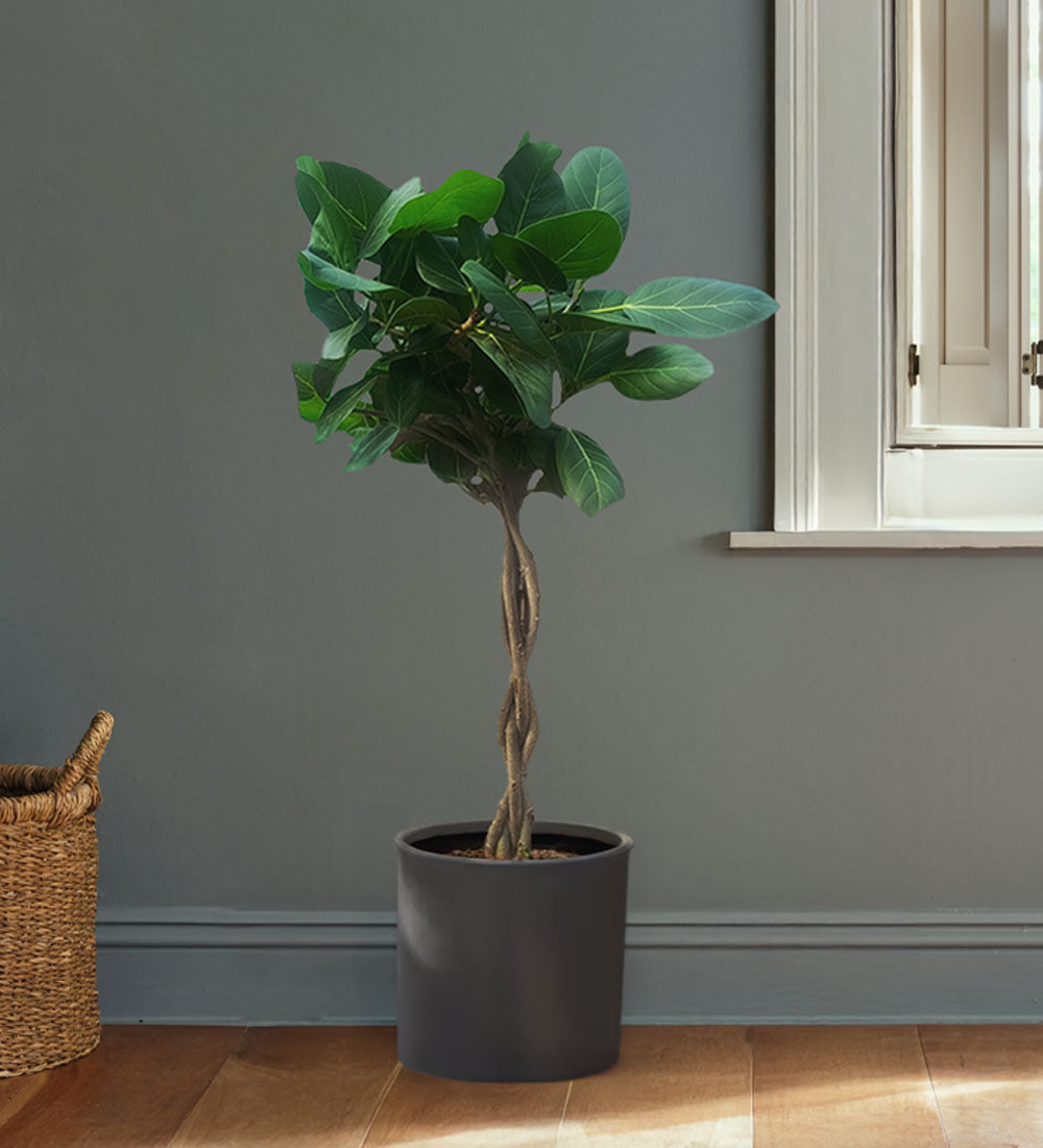 Ficus Audrey
