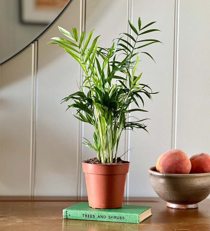 Parlour Palm
