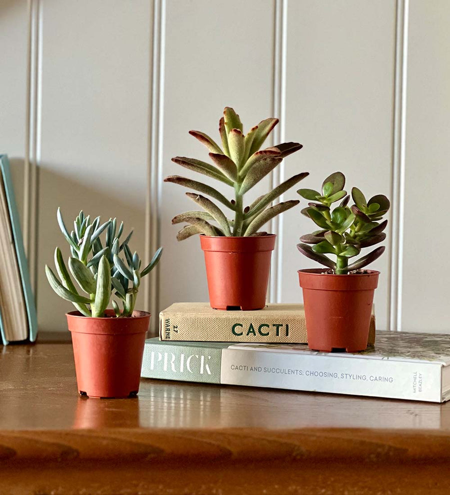 Tiny Trio of Succulents
