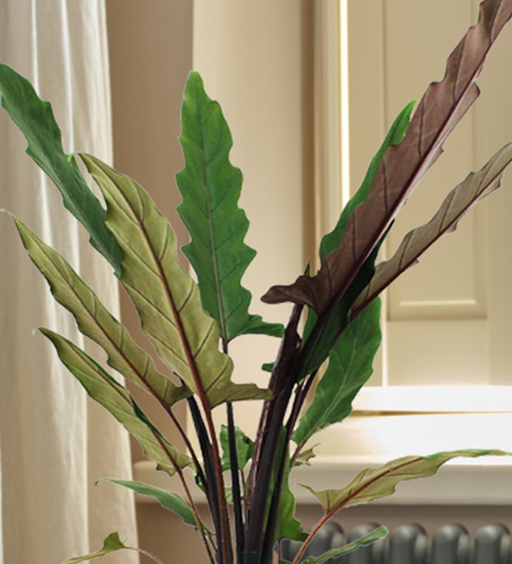 Alocasia Lauterbachiana