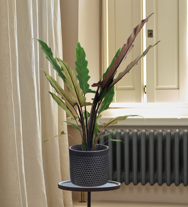 Alocasia Lauterbachiana