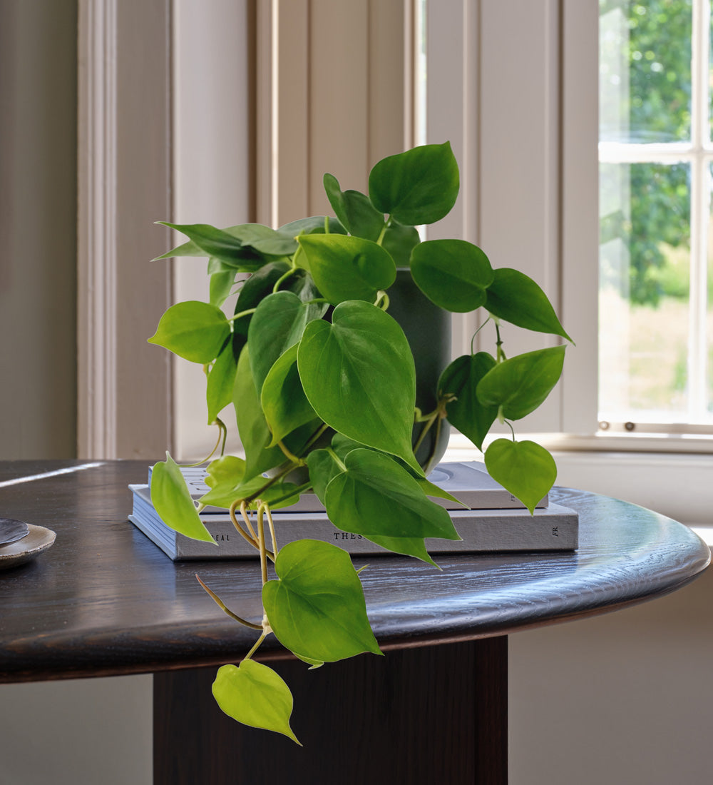 Hanging Philodendron Scandens