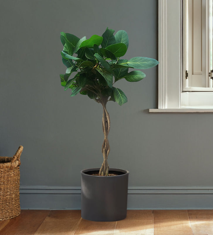 Ficus Audrey