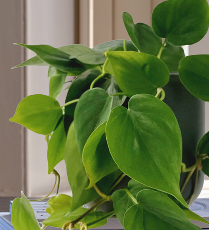 philodendron scandens gold Philodendron Scandens Trailing Houseplant | Buy Plants Online