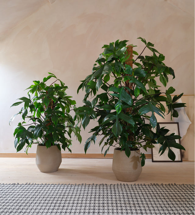 Philodendron Pedatum