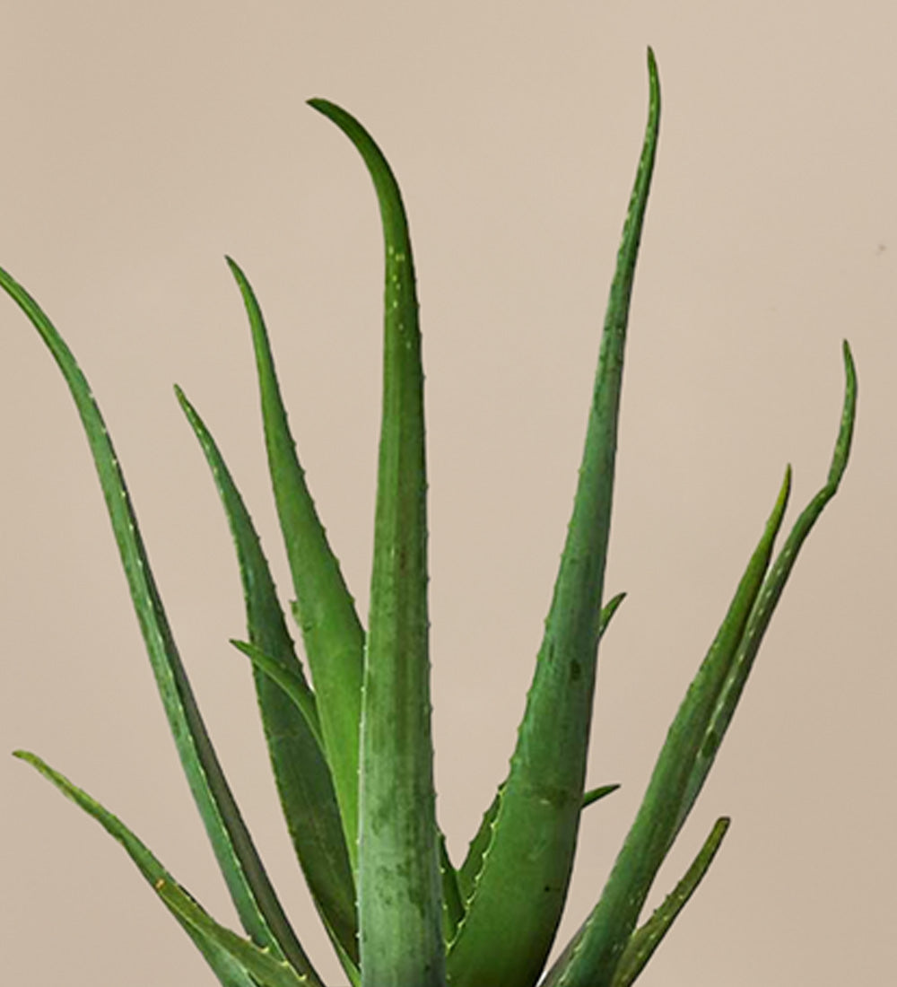 Aloe Vera