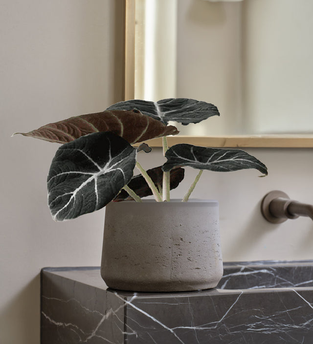 Alocasia Black Velvet