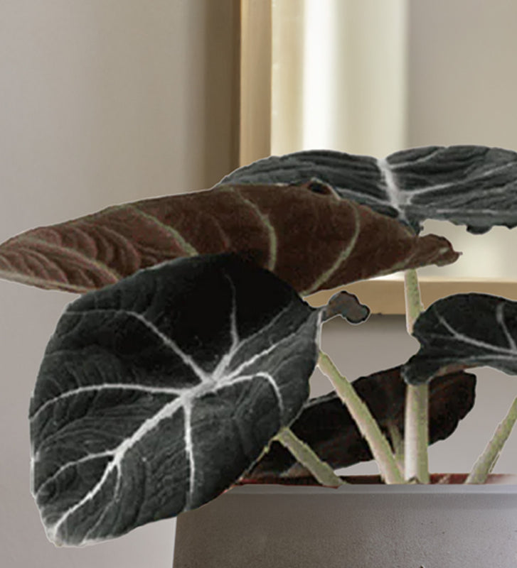 Alocasia Black Velvet